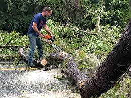 Best Tree Maintenance Programs  in Lilburn, GA