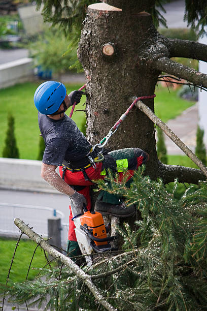 Best Tree Health Inspection  in Lilburn, GA